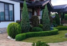 Посадка хвойних рослин: секрети професіоналів (Відео)